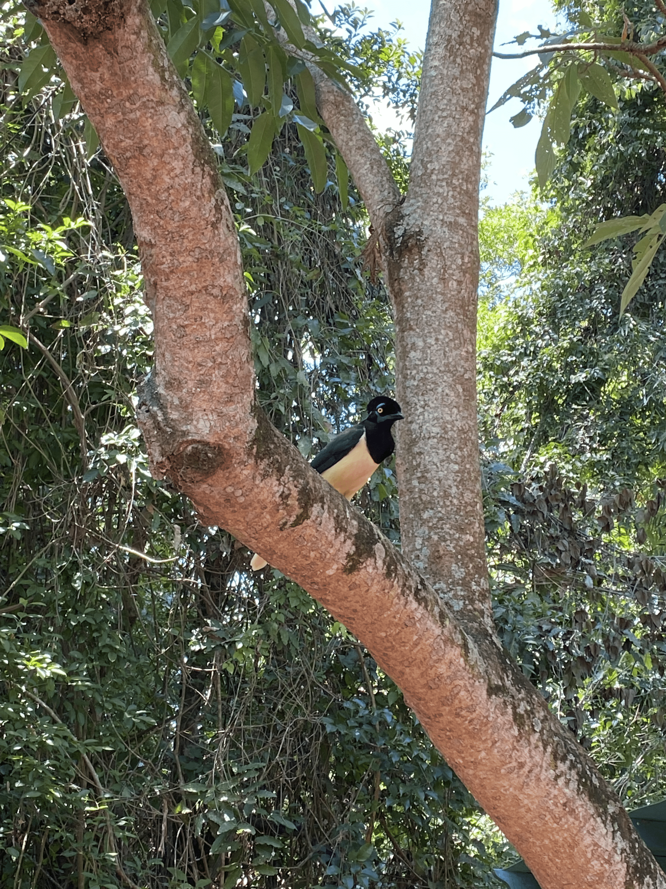 Fauna pajaro Parque Nacional Iguazú